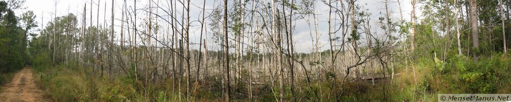 Swampy area with dead and dying trees