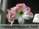 amaryllis photo