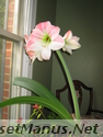 amaryllis photo