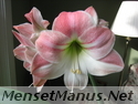 amaryllis photo