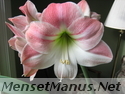 amaryllis photo