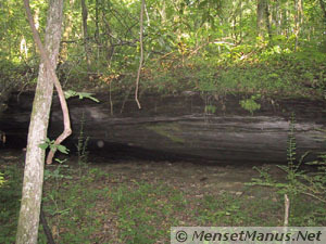 Ensor Sink Natural Area Eroded Area Under Rock