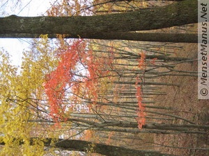 Red and Yellow Leaves