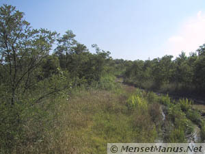 Brush and grass along north ridge