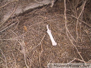 Old Bones at the Side of The Road